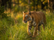10 Endangered Animals in India and How to Save Them A Bengal tiger walking through tall green grass in an Indian forest at golden hour
