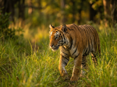 10 Endangered Animals in India and How to Save Them A Bengal tiger walking through tall green grass in an Indian forest at golden hour