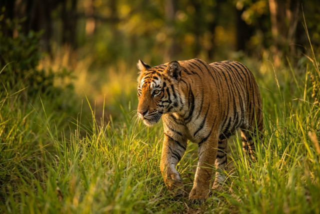 Bengal tiger in an Indian forest A Bengal tiger walking through tall green grass in an Indian forest at golden hour
