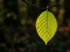 What Is Photosynthesis? Stages, Equation and Facts A vibrant green leaf backlit by low sunlight with glowing vein structure
