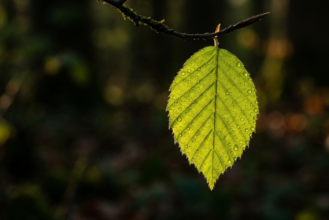 A vibrant green leaf backlit by low sunlight with glowing vein structure