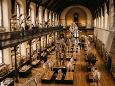 What Is Evolution? Mechanisms, Evidence and Facts A natural history museum gallery with rows of mounted animal skeletons in warm light