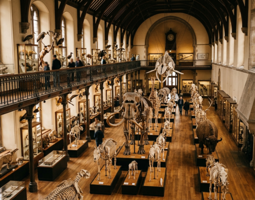 What Is Evolution? Mechanisms, Evidence and Facts A natural history museum gallery with rows of mounted animal skeletons in warm light