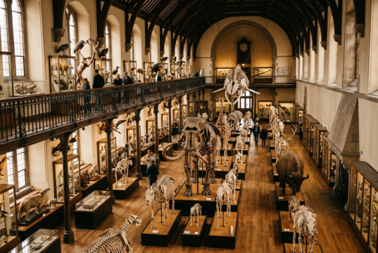 What Is Evolution? Mechanisms, Evidence and Facts A natural history museum gallery with rows of mounted animal skeletons in warm light