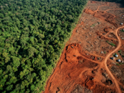 Deforestation: Causes, Effects and What Can Be Done Aerial view of the sharp boundary between dense rainforest canopy and cleared bare land