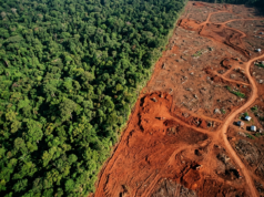 Deforestation: Causes, Effects and What Can Be Done Aerial view of the sharp boundary between dense rainforest canopy and cleared bare land