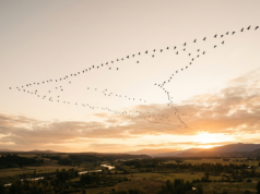 Bird Migration: Routes, Navigation and Amazing Facts A large flock of birds flying in V formation across a vast pale sky at golden hour