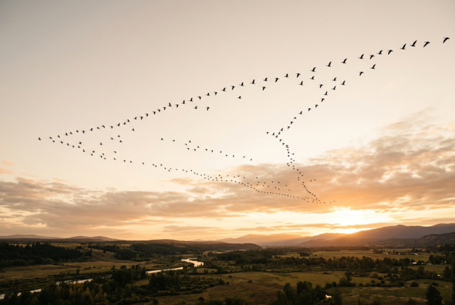 A large flock of birds flying in V formation across a vast pale sky at golden hour A large flock of birds flying in V formation across a vast pale sky at golden hour
