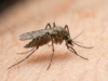 Dengue in India: Symptoms, Warning Signs and Prevention Extreme macro photograph of a mosquito resting on human skin in soft light