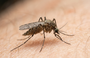 Dengue in India: Symptoms, Warning Signs and Prevention Extreme macro photograph of a mosquito resting on human skin in soft light