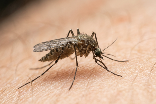 Extreme macro photograph of a mosquito resting on human skin in soft light Extreme macro photograph of a mosquito resting on human skin in soft light