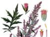 Botanical illustration of common mugwort, the plant used in moxibustion