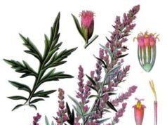 Moxibustion: What the Evidence Says About Benefits and Risks Botanical illustration of common mugwort, the plant used in moxibustion