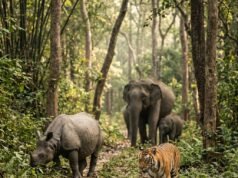 Extinct Animals in India: 10 Species We Have Lost Illustration of extinct Indian wildlife in a forest